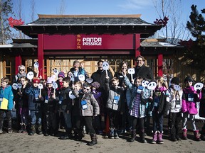 Grade three students from Prince of Wales school celebrate an announcement that the Calgary Zoo's Panda Passage will officially open to the public on May 7, 2018. Pictured with the students (back row centre, from left) are Dr. ClÈment Lanthier, president & CEO for the Calgary Zoo; Ricardo Miranda, Alberta Minister of Culture and Tourism; Kim Rishel from the Calgary Zoo and Gian-Carlo Carra, Ward 9 Councillor. The group was photographed on Monday, April 9, 2018. KERIANNE SPROULE/POSTMEDIA