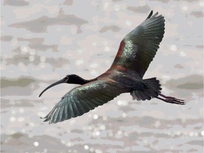 A white-faced ibis ius one of the birds featured in a new book, Best Places to Bird in the Prairies.  Photo by John Acorn  From Greystone Books  by John Acorn, Nicola Koper and Alan Smith