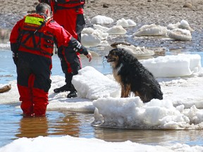 Calgary firefighters make friends with a dog while trying to coax it from an ice flow along the shore of the Bow River upstream from Harvey Passage on Wednesday April 18, 2018. Gavin Young/Postmedia