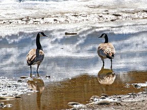 Canada Geese graze in the melt water on Prince's Island on a sunny spring afternoon, Monday April 24, 2017.  Gavin Young/Postmedia