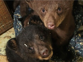 Orphaned baby black bears pictured at the Cochrane Ecological Institute on March 28, 2009.