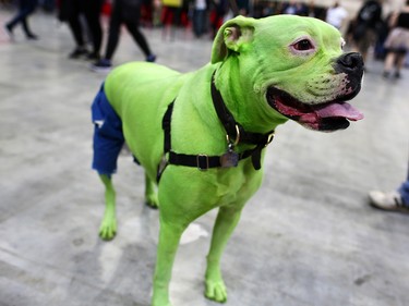Even the dogs like to dress up for the Calgary Expo. Chaos had some help from his owners to appear as a canine hulk on Sunday, April 29, 2018.