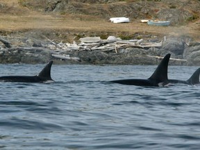 Orcas swim near Victoria, B.C. Saturday, August 14, 2004. Debate begins Monday in the House of Commons on a private member's motion by a New Brunswick Liberal MP calling for a study on the situation of endangered whales in Canada, including right, beluga and killer whales. Karen Ludwig, the member for New Brunswick Southwest, says she has been personally bothered by reports of 18 right whales killed in Canadian and U.S. waters last year, and the death of whale rescuer Joseph Howlett from her riding.