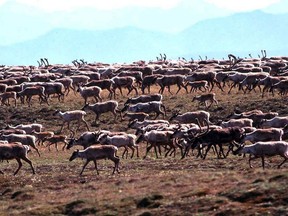 In this undated file photo provided by the U.S. Fish and Wildlife Service, caribou from the Porcupine Caribou Herd migrate onto the coastal plain of the Arctic National Wildlife Refuge in northeast Alaska. Canadian First Nations are gearing up to fight new American interest in oil drilling on the calving grounds of a caribou herd they depend on for food.