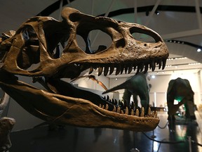 Dinosaur exhibit at the Manitoba Museum in Winnipeg. A new Alberta study reveals clues on how dinosaurs ate and hunted.