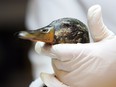 A duck is cleaned of oil at the Wildlife Rehabilitation Society of Edmonton.