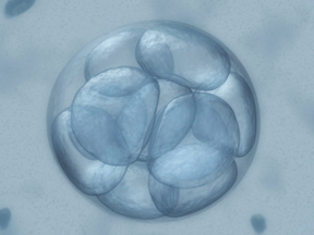 Illustration of a human embryo.
