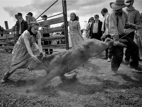 A young hutterite women helps hold a calf during branding on the Pincher creek Colony in southern Alberta.