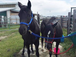 Kathy O'Reilly's two horses, which she had been boarding at a stable in the Stirling area, were allegedly stolen and taken to a slaughterhouse. RCMP are investigating.
