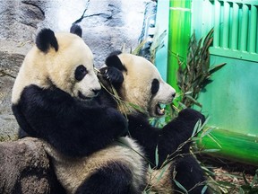 A first look at the Panda Passage exhibit at the Calgary Zoo. Photo courtesy of Joe Chowaniec
