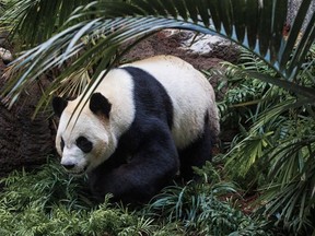 A first look at the Panda Passage exhibit at the Calgary Zoo. Photo courtesy of Joe Chowaniec