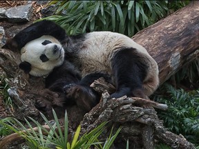 A first look at the Panda Passage exhibit at the Calgary Zoo. Photo courtesy of Joe Chowaniec