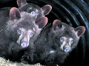 The three bear cubs found in Banff National Park and rehabilitated in Ontario peek their heads out of their den as winter draws to a close.