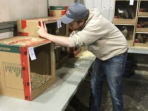 Ty Marshall, who faces animal cruelty charges after many of his animals were seized by the SPCA last year, attended an animal auction in Olds. Alta, on Saturday, April 28 as a seller. (Courtesy Sharon Dacen)