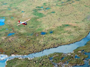 In this undated photo provided by the U.S. Fish and Wildlife Service, an airplane flies over caribou from the Porcupine Caribou Herd on the coastal plain of the Arctic National Wildlife Refuge in northeast Alaska. The Trump administration is moving toward oil and gas drilling in Alaska's Arctic National Wildlife Refuge. A notice being published Friday, April 20, 2018, in the Federal Register starts a 60-day review to sell oil and gas leases in the remote refuge. Oil and gas drilling in the pristine area in northeastern Alaska is a longtime Republican priority that most Democrats fiercely oppose. (U.S. Fish and Wildlife Service via AP)