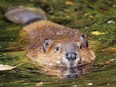 Cute swimming beaver in murky lake water