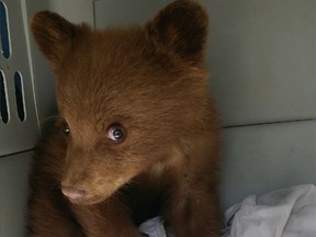 The first abandoned black bear cub to go to an Alberta wildlife rehab facility under a new policy.