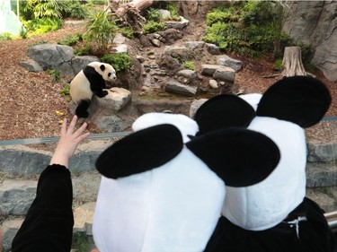 Giant Panda Da Mao greets fans during the official opening of Panda Passage at the Calgary zoo on Monday May 7, 2018.