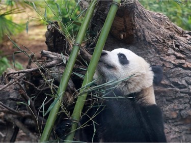 Giant panda Jia Panpan greets crowds after the official opening of Panda Passage at the Calgary Zoo on Monday May 7, 2018.