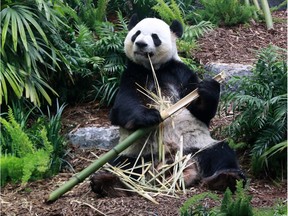 Giant Panda Da Mao eats bamboo as he greats his fans after the official opening of Panda Passage at the Calgary Zoo on Monday May 7, 2018.