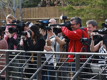 The general public had its first look at the zoo's four giant pandas after the official opening of Panda Passage at the Calgary Zoo on Monday May 7, 2018.