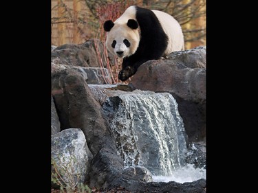 Giant panda Jia Panpan greets crowds after the official opening of Panda Passage at the Calgary Zoo on Monday May 7, 2018.