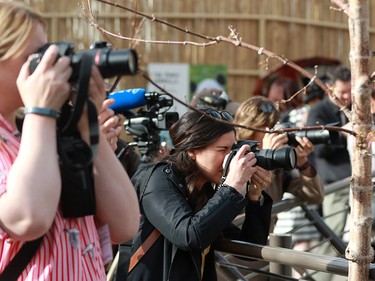 The general public had its first look at the zoo's four giant pandas after the official opening of Panda Passage at the Calgary Zoo on Monday May 7, 2018.