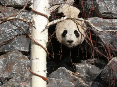 Giant panda Jia Panpan greets crowds after the official opening of Panda Passage at the Calgary Zoo on Monday May 7, 2018.