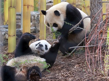 Giant Pandas Jia Panpan and Jia Yueyue wrestle as they entertain crowds at the official opening of Panda Passage at the Calgary Zoo on Monday May 7, 2018.