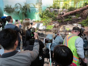 The general public had its first look at the zoo's four giant pandas after the official opening of Panda Passage at the Calgary Zoo on Monday May 7, 2018.