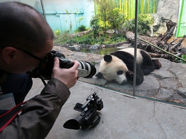 Giant Panda Jia Yueyue snoozes next to the glass after the official opening of Panda Passage at the Calgary Zoo on Monday May 7, 2018.