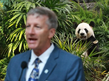 Giant Panda Da Mao eats bamboo and watches as Dr. Clement Lanthier, Calgary Zoo president and CEO speaks during the official opening of Panda Passage at the zoo on Monday May 7, 2018.