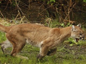 In this May 23, 2012, file photo, an approximately 2-year-old female cougar runs away from a Washington Department of Fish and Wildlife trap after being released northeast of Arlington, Wash.