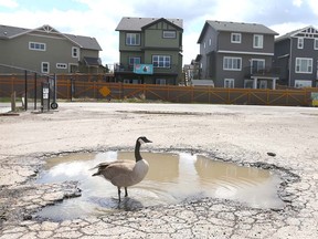 A Canada Goose finds a spot to rest in a puddle at the top of the WinSport hill in Calgary on Friday, May 11, 2018. Jim Wells/Postmedia