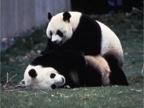 Calgary has hosted pandas before; here are the two giant pandas that visited the Calgary Zoo in 1988. Postmedia archives.