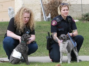 Two dogs were attacked by pit bulls in the southwest community of Millrise on Friday.