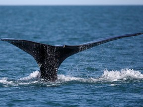 A North Atlantic right whale feeds on the surface of Cape Cod bay off the coast of Plymouth, Mass. Fishermen in certain parts of the Gulf of St. Lawrence have to get their gear out of the water today after endangered North Atlantic right whales were spotted in the area.