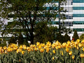 A May flower garden in Calgary's Beltline.