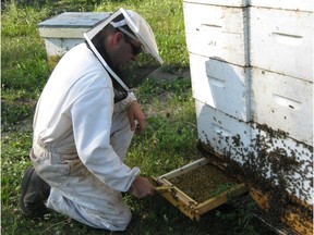 Beekeeper Danny Paradis of Watino, Alta. chose to keep his hives home this year instead of taking them to B.C. for blueberry pollination season. (Provided)