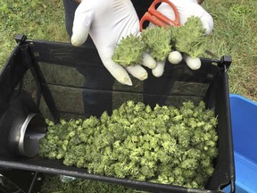 FILE - In this Sept. 30, 2016, file photo, a marijuana harvester examines buds going through a trimming machine near Corvallis, Ore. Three years after Oregon lawmakers created the state's new legal marijuana program, marijuana prices in the state are in free fall and the craft cannabis farmers who put Oregon on the map decades before legalization are losing their businesses to emerging chains and out-of-state investors.