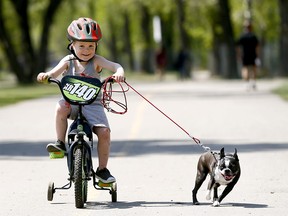 Anthony Ouimet, 4, and his dog Nancy, a Boston Terrier, enjoy a bike ride, walk at Bowness park in Calgary on Wednesday May 16, 2018. Darren Makowichuk/Postmedia