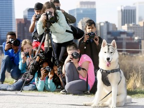 Nimbus a 9month old Siberian Husky gets her picture taken by Photography Club students from Falconridge School at Crescent Hill in Calgary on Thursday May 3, 2018. Darren Makowichuk/Postmedia