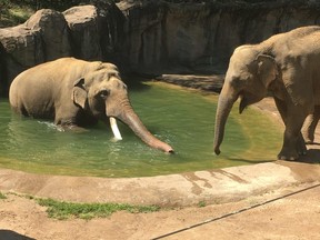 Spike (left) and Maharani reconnect at the Smithsonian National Zoo in Washington, D.C. It's hoped the former Calgary Zoo pachyderms will successfully mate. Photo courtesy National Zoo