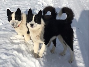 Michael Lacy is on a mission to find his two 14-month-old dogs Willow and Aspen, who he believes were stolen on May 6. His social media campaign to find them has been shared close to 12,000 times.