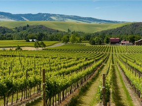 The Yellowbird Vineyard in Walla Walla. Courtesy, Walla Walla Valley Wine Alliance