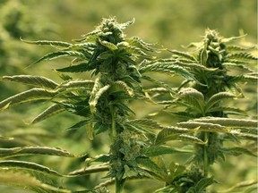 Marijuana plants grown in one of the ten grow rooms inside Aurora Cannabis' 55,000 square foot medical marijuana production facility near Cremona, Alberta in 2016.