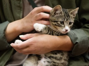 The Edmonton Humane Society does good work, says reader, but the revelation that three cats were left in an agency vehicle for 22 days by employees is troubling.