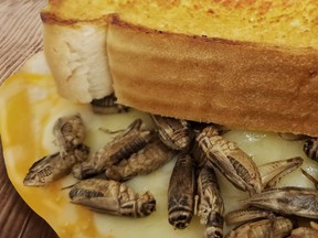 Cricket grilled cheese will be among the delicacies available at the 2018 Calgary Stampede.