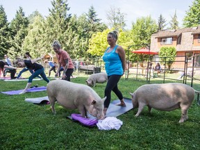 Tammy Ennis, right, and her daughter Karilee Ennis, second right, laugh while participating in a yoga session with pigs during a charity fundraiser at The Happy Herd Farm Sanctuary.