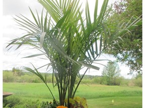 The rule of thumb for planters and containers is planter material should be a thriller, filler and a spiller. This container uses an inexpensive palm as the thriller, portulaca and marigolds for the filler and the spiller is creeping Jenny.